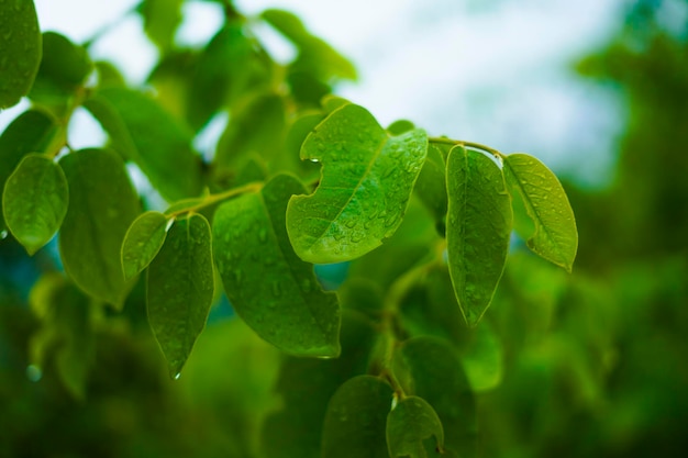 Hoja verde con fondo de gota de agua