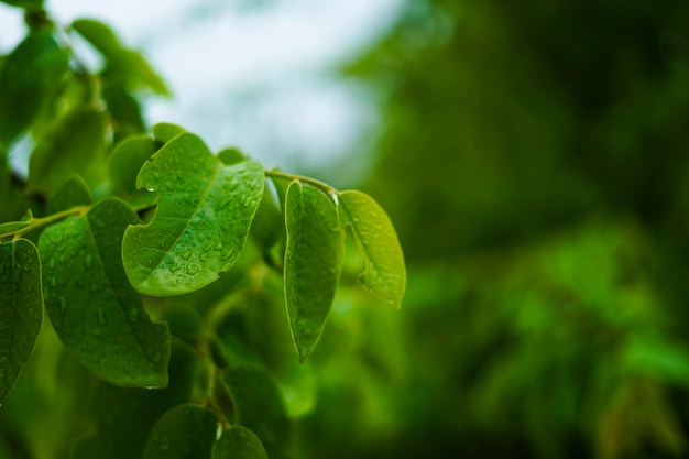 Hoja verde con fondo de gota de agua