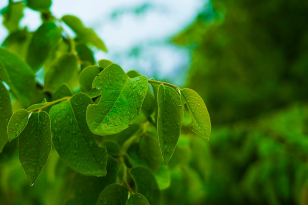 Hoja verde con fondo de gota de agua