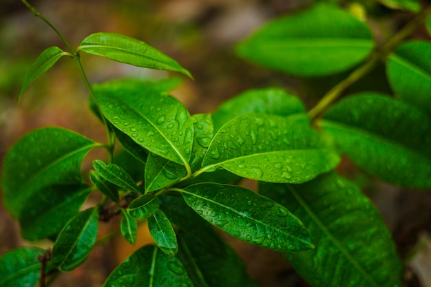 Hoja verde con fondo de gota de agua