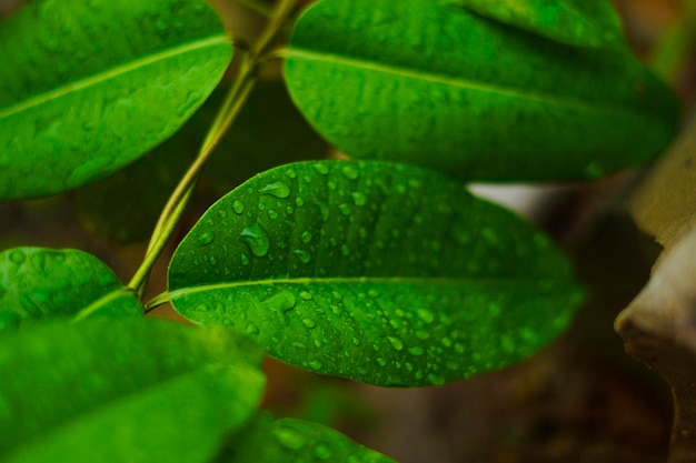 Hoja verde con fondo de gota de agua