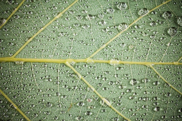 Hoja verde con fondo de gotas de agua.