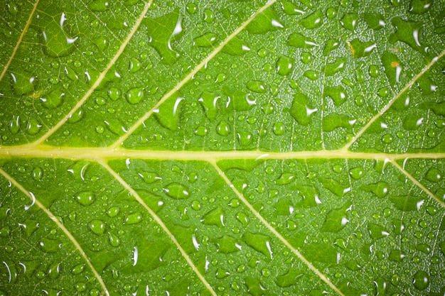 Hoja verde con fondo de gotas de agua.