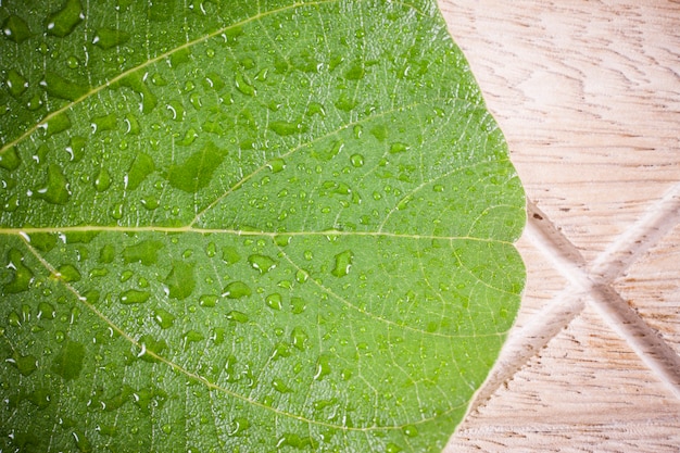 Hoja verde con fondo de gotas de agua.