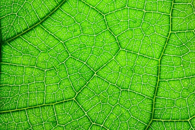 Hoja verde, fondo de la textura.