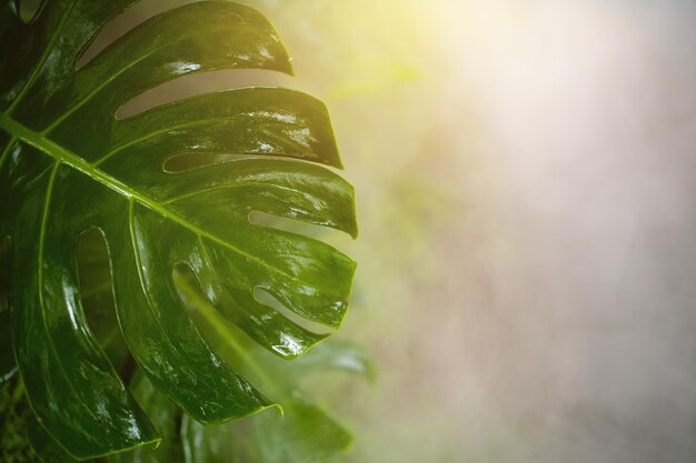 Hoja verde en el fondo de verano