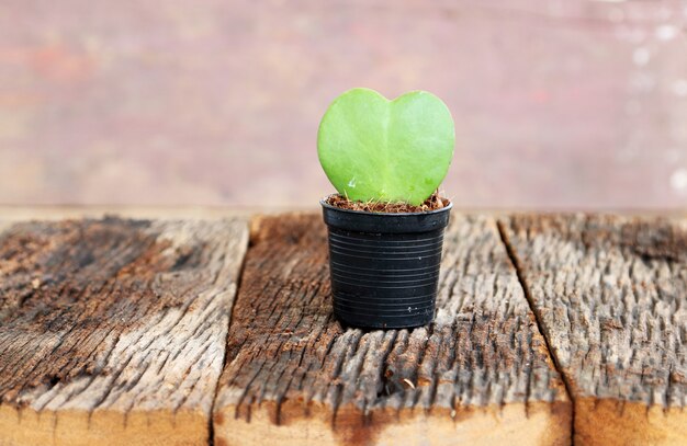 Hoja verde y forma de corazón rojo en maceta