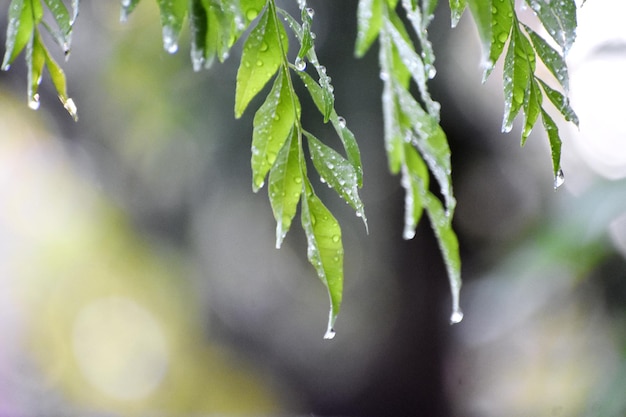 Hoja verde foto de primer plano después de que la lluvia se detuviera en el jardín