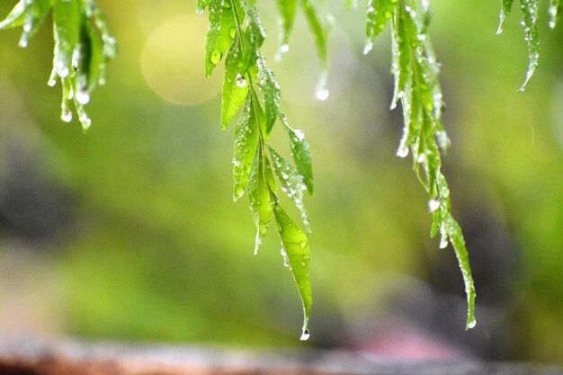 Hoja verde foto de primer plano después de que la lluvia se detuviera en el jardín