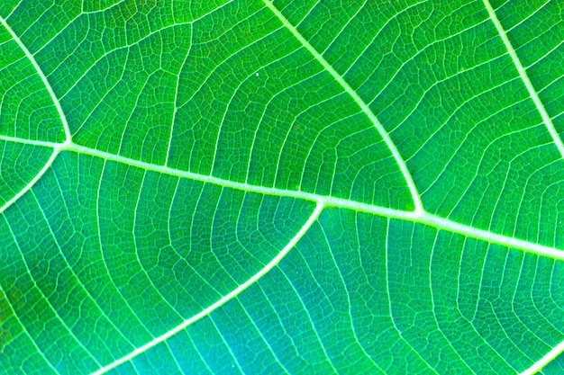 Una hoja verde fresca de banyan que muestra detalles en reflejo de la luz natural