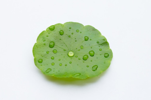 Hoja verde fresca de centella asiatica con gota de agua