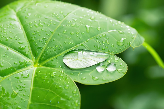 Foto hoja verde fresca con gota de agua