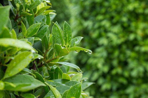 Hoja verde fresca con gotas de lluvia.