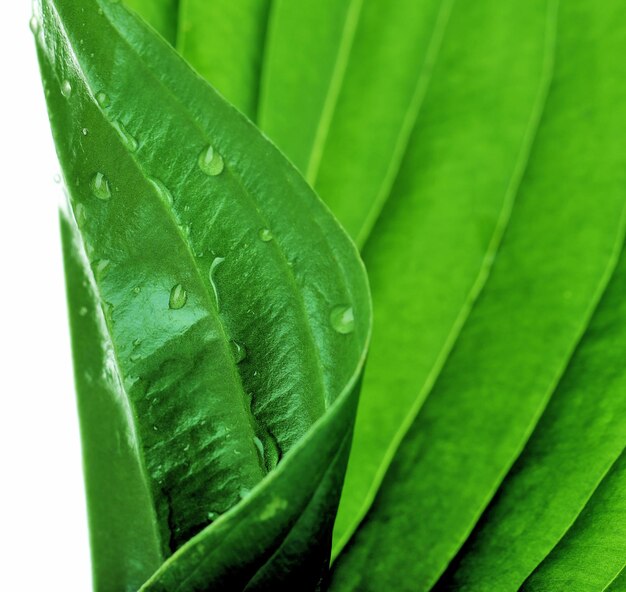 Hoja verde fresca con gotas sobre fondo blanco.