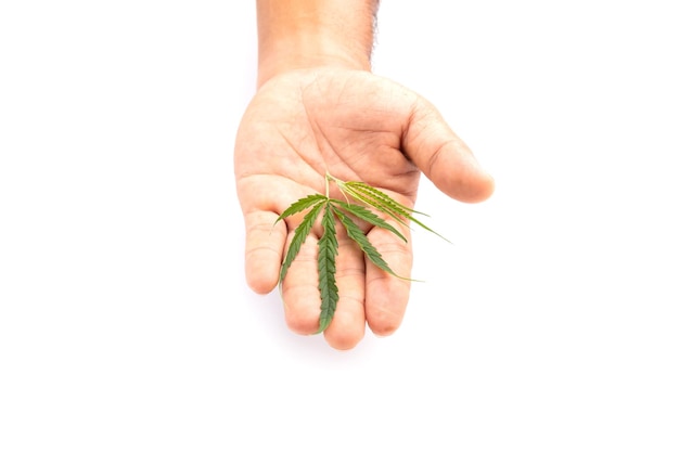 Hoja de verde fresco del árbol de marihuana Foto de estudio aislada en blanco