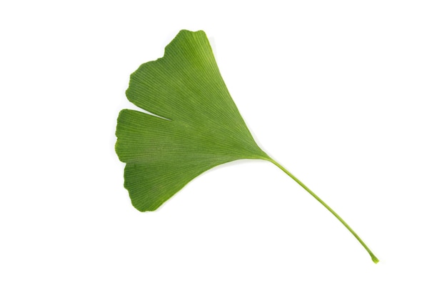 Hoja verde de Gingko Biloba aislada sobre un fondo blanco