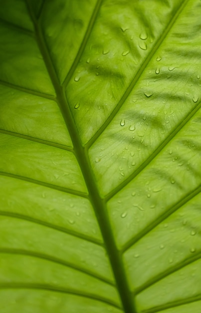 Hoja verde con gota de agua