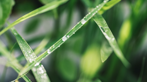 Hoja verde con gota de lluvia