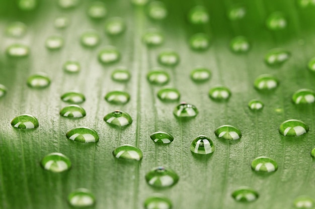 Hoja verde con gotas de agua de cerca