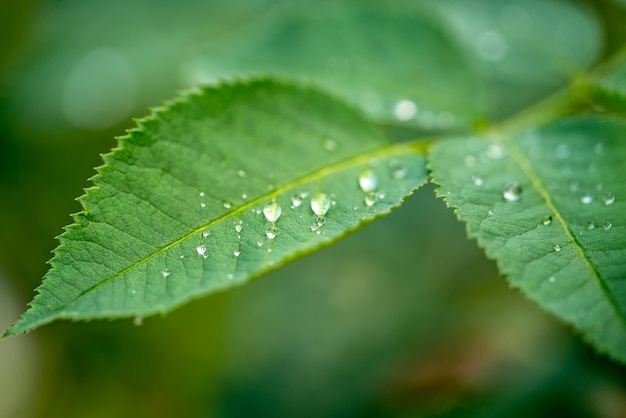 Hoja verde con gotas de agua. Concepto de naturaleza y plantas verdes. De cerca.