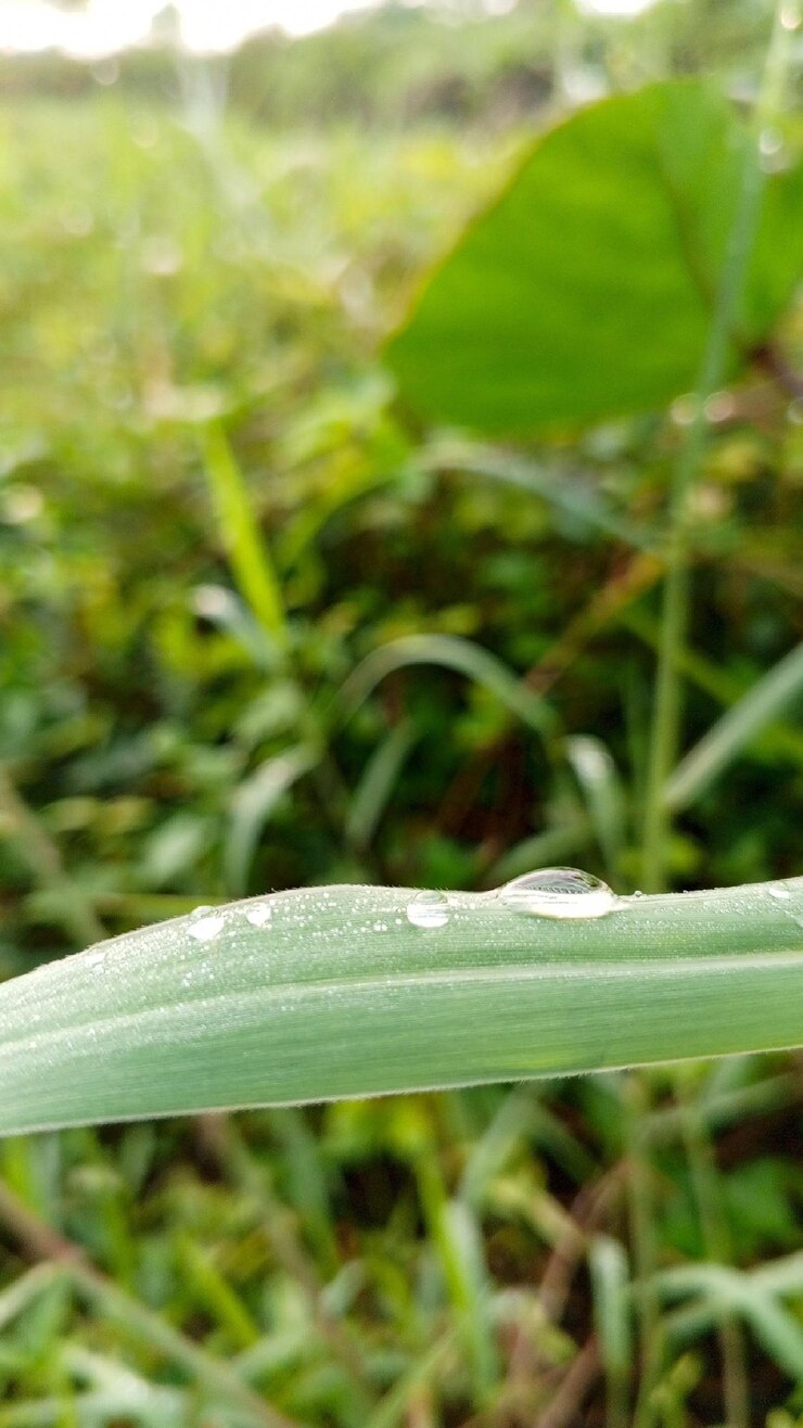 una hoja verde con gotas de agua en ella y un fondo borroso