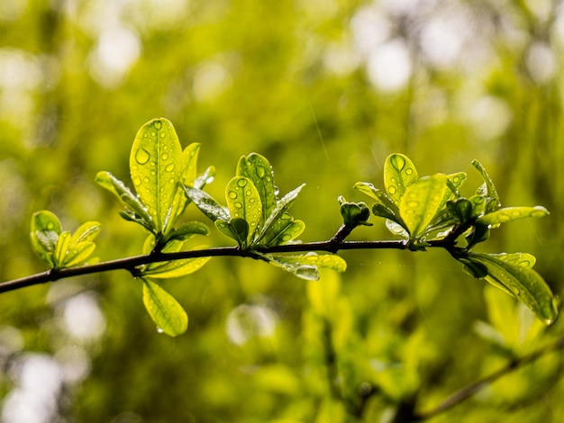 Una hoja verde con gotas de agua está a punto de mojarse.