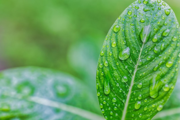 Hoja verde con gotas de agua para el fondo. Hermosa textura de hoja en la naturaleza. Hojas de lluvia de la naturaleza