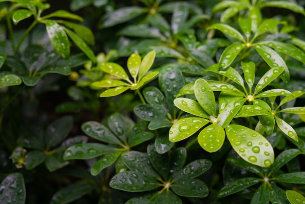 Foto hoja verde con gotas de agua para el fondo