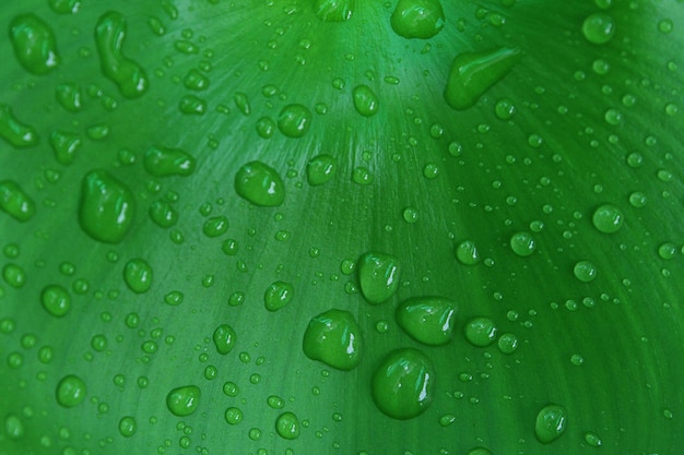 Hoja verde con gotas de agua de fondo.