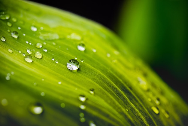 Hoja verde con gotas de agua. Las gotas de rocío de la mañana brillan al sol. Hermosa textura de hoja