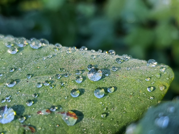 Hoja verde con gotas de agua. gotas de rocío sobre hojas verdes frescas