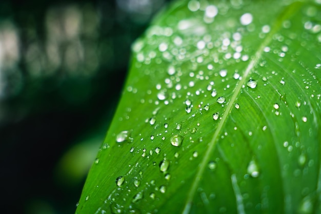 Hoja verde con gotas de agua de lluvia en el jardín