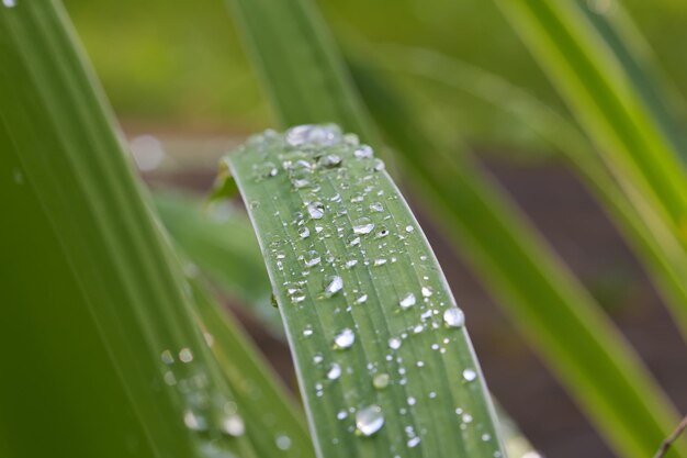 Foto hoja verde con gotas de agua en la luz de fondo