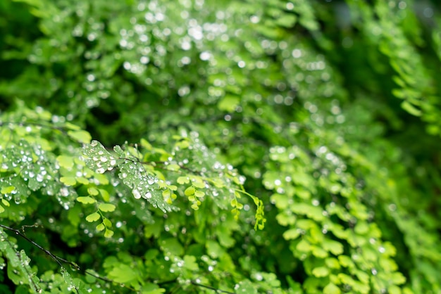 Hoja verde con gotas de agua o gotas de agua.