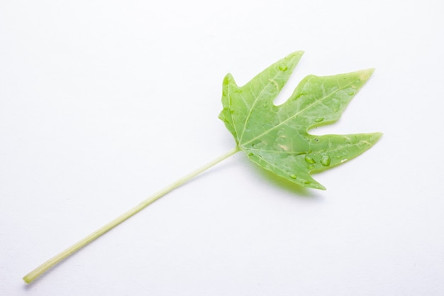 Hoja verde con gotas de agua, primer plano sobre fondo blanco.