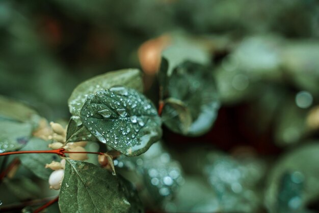 Una hoja verde con gotas de agua sobre ella