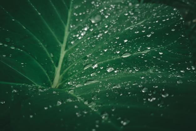 Una hoja verde con gotas de agua sobre ella