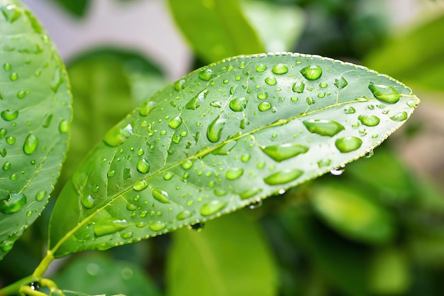 Una hoja verde con gotas de agua sobre ella