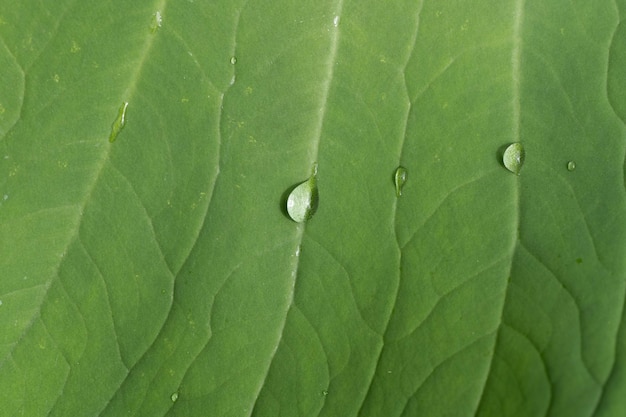 Una hoja verde con gotas de agua sobre ella