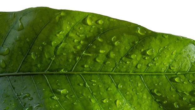 Una hoja verde con gotas de agua sobre ella