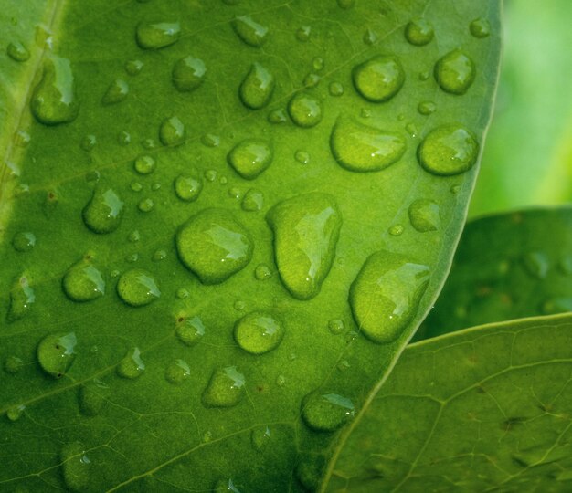 Una hoja verde con gotas de agua sobre ella