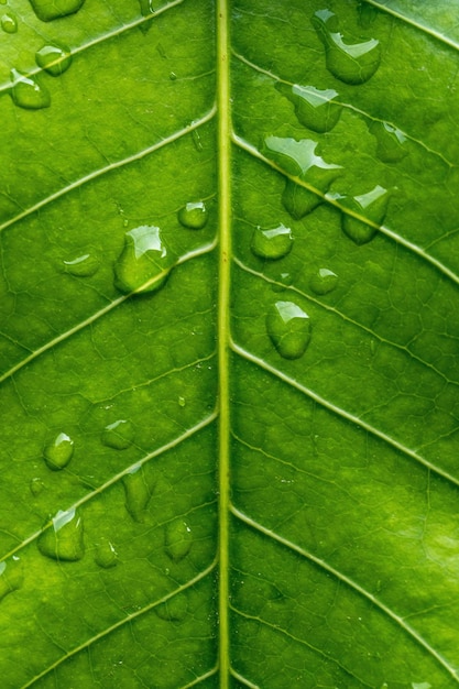 Una hoja verde con gotas de agua sobre ella.