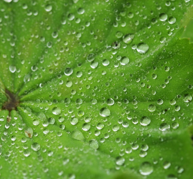 Hoja verde con gotas de agua