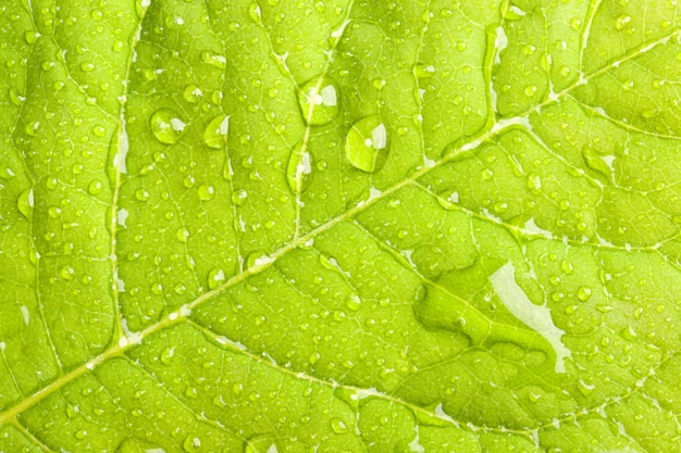 Hoja verde con gotas de agua