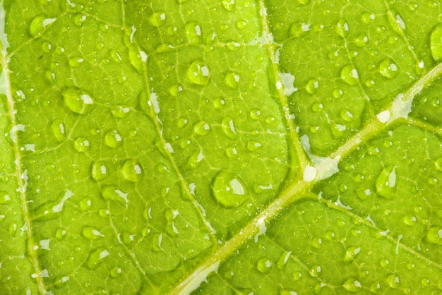 Hoja verde con gotas de agua