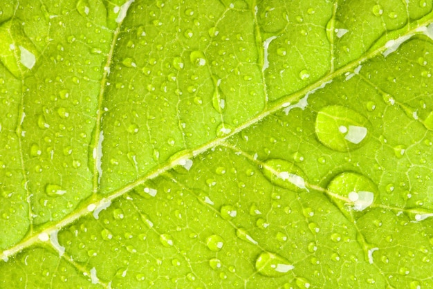 Hoja verde con gotas de agua