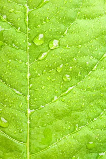 Hoja verde con gotas de agua