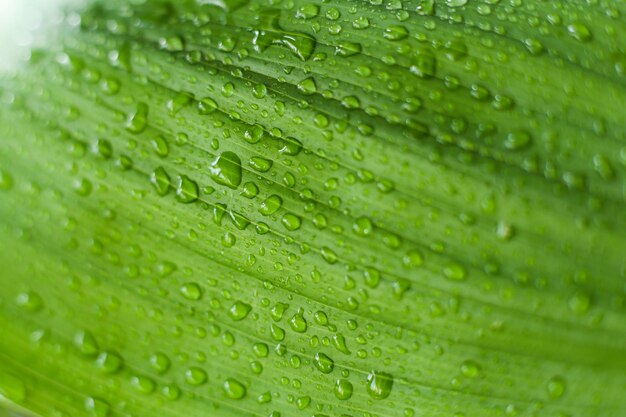 Hoja verde en gotas de agua
