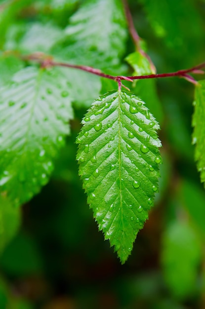 Hoja verde con gotas de agua