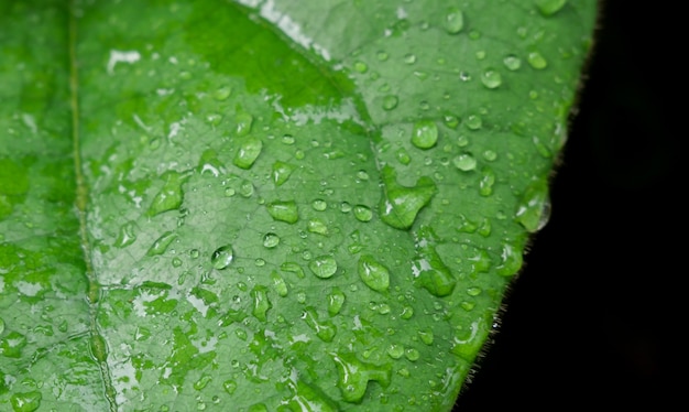 Hoja verde con gotas de agua